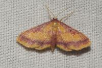 Idaea muricata