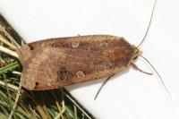Noctua pronuba