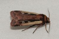Ochropleura plecta