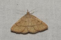 Paracolax tristalis