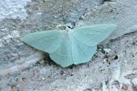 Hemistola chrysoprasaria