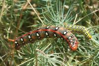 Hyles euphorbiae