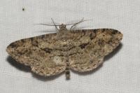 Peribatodes rhomboidaria rhomboidaria