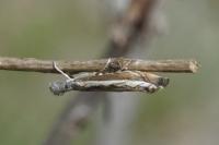 Platytes alpinella