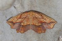 Epione repandaria