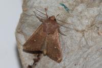 Mythimna albipuncta