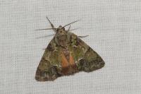 Polyphaenis sericata