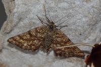 Ematurga atomaria