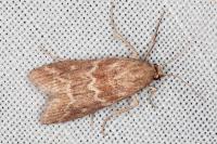Bradyrrhoa cantenerella