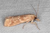 Bradyrrhoa cantenerella