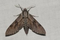 Hyloicus pinastri