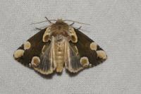 Thyatira batis