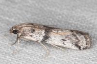 Ephestia welseriella