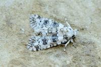 Bryophila domestica