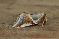 Habrosyne pyritoides