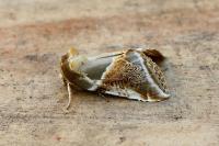 Habrosyne pyritoides