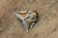 Habrosyne pyritoides