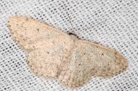 Scopula marginepunctata