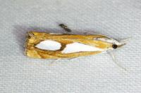 Catoptria pinella