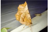 Selenia dentaria