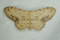 Idaea dimidiata