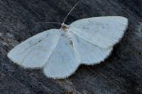 Cabera exanthemata