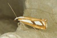 Catoptria