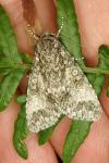 Acronicta megacephala