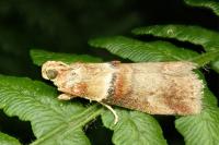 Acrobasis tumidana
