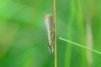 Agriphila straminella