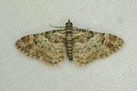 Gymnoscelis rufifasciata
