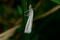 Catoptria margaritella