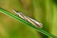 Catoptria margaritella