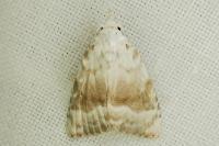 Meganola albula