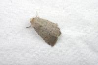 Caradrina aspersa