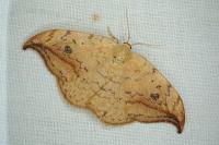 Drepana falcataria
