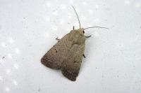 Caradrina aspersa