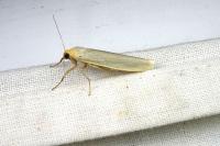 Eilema caniola