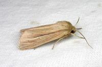 Mythimna impura