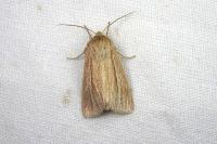 Mythimna impura