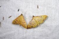 Patania balteata