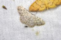 Scopula submutata roseonitens