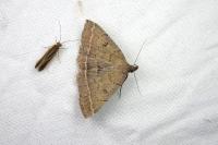 Zanclognatha zelleralis