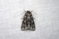 Acronicta auricoma