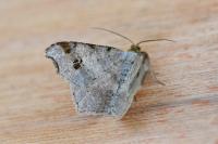 Macaria alternata