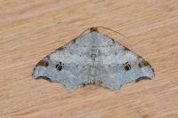 Macaria alternata