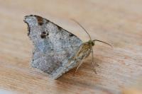 Macaria alternata