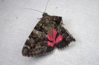 Catocala coniuncta