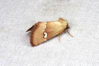 Haemerosia renalis