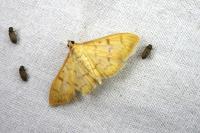Patania balteata